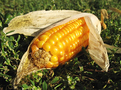 Autumn Corn Nuggets - Fall Nature by Batikart