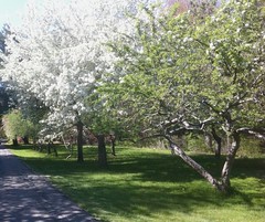 Spring Trees at Long Hill by randubnick