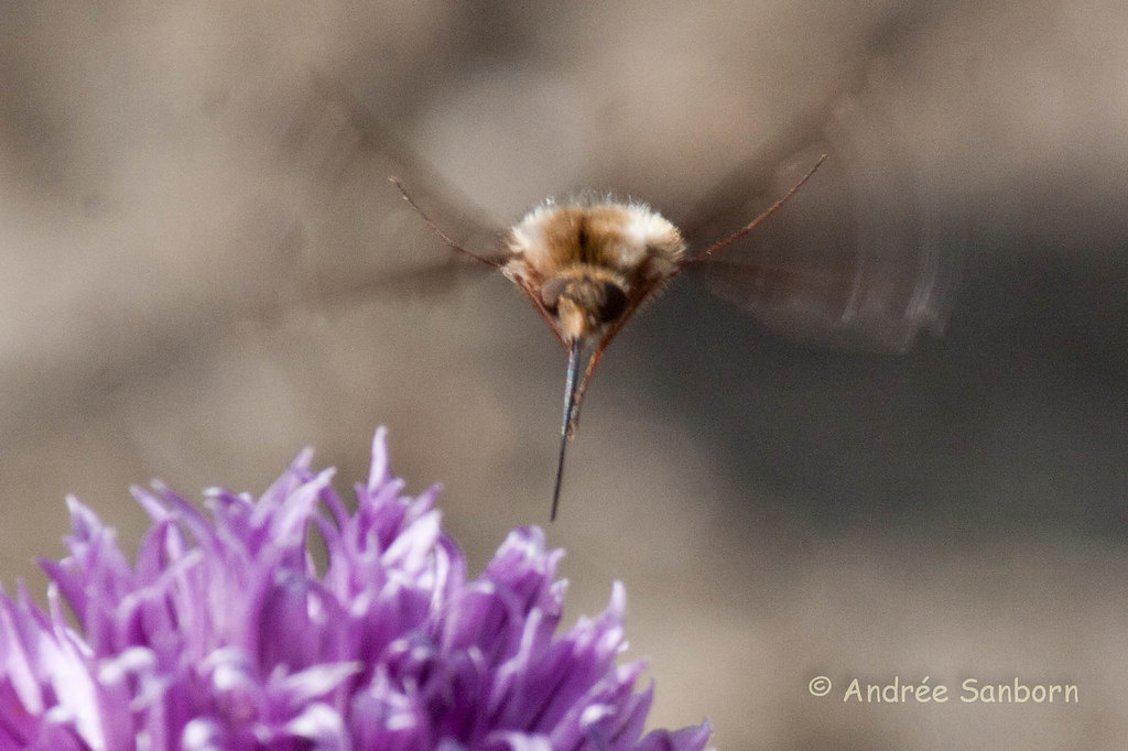 Greater Bee Fly (Bombylius major)-17-1.jpg
