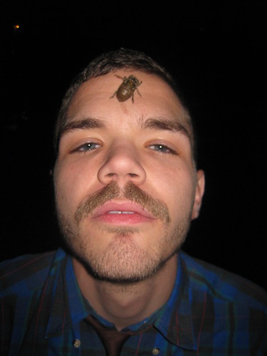 cicada on Jak's head!