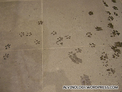 A playful stray dog left its wet paw prints at the store entrance