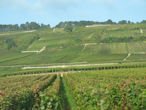Vineyards by cindy