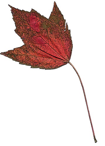 leaf 1 in color
