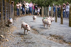 Pig Race