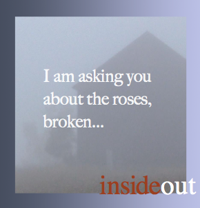 Roses broken