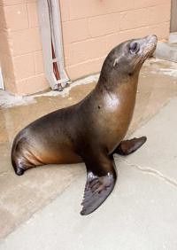 sealion without rear flippers
