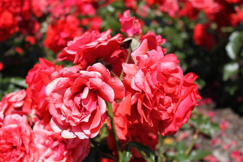 Rose Garden Greenwich Park
