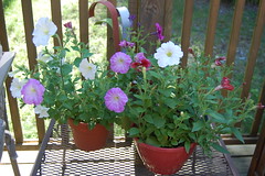 petunia patio pots