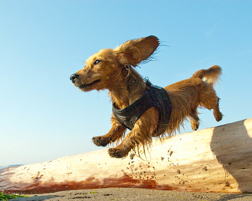  フリー画像| 動物写真| 哺乳類| イヌ科| 犬/イヌ| ミニチュアダックスフンド| 跳ぶ/ジャンプ|     フリー素材| 