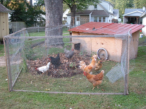 Chickens on Leaves and Grass