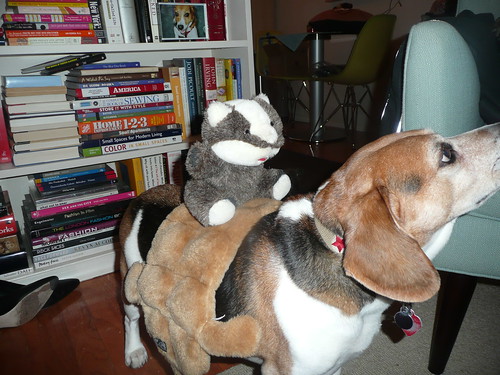 they dressed him as a pony and made the badger the jockey.
