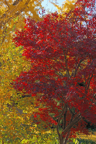 Missouri Botanical Garden (Shaw's Garden), in Saint Louis, Missouri, USA - red and yellow trees in Autumn