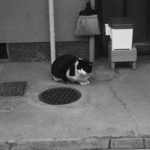 Today's Cat@20091203