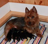Puppies Born December 2009