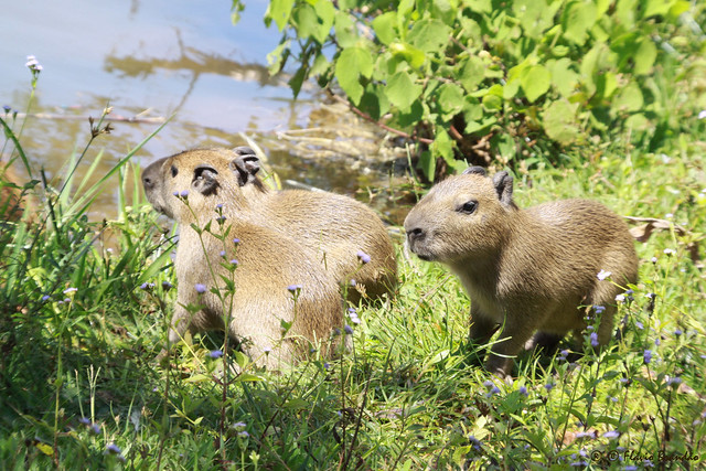 Srie com a Capivara (Hydrochoerus hydrochaeris) e os seus filhotes - Series with the Capybara and its nestlings - 12-12-2009 - IMG_7832 by Flvio Cruvinel Brando