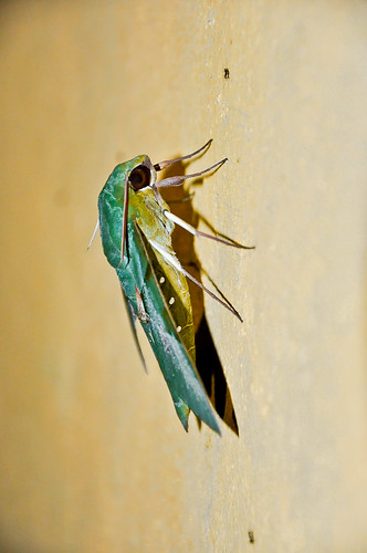 Mariposa verde (05)