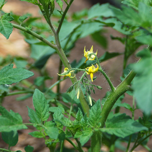 First Tomato flowers!