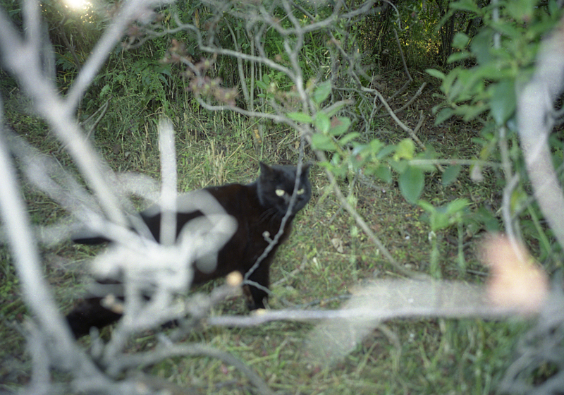 野生の黒猫