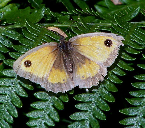 Gatekeeper Butterfly