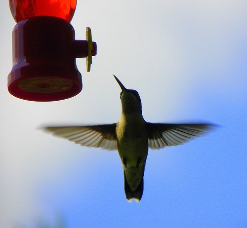 Hummingbird Aerodynamics