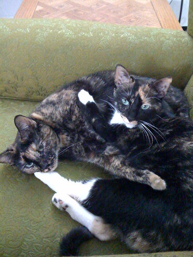 Sister Kitties