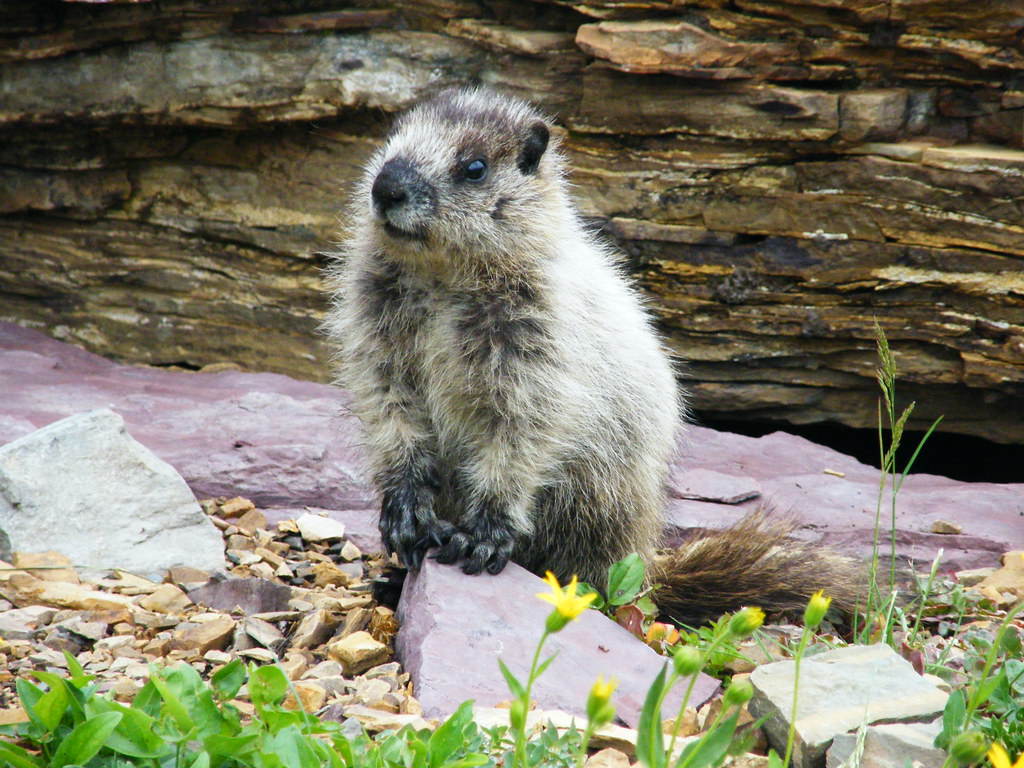 jonge marmot