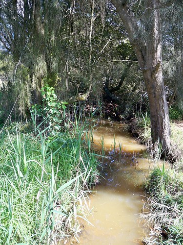 Wee muddy creek at Ironbark Point (near Green Pt)