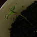 huggybear420 has added a photo to the pool:Mary Jane plant 2 weeks old