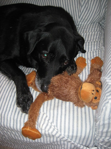See.... he really does love the monkey! 