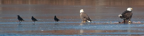 Crows, Eagles, Most of a Cormorant