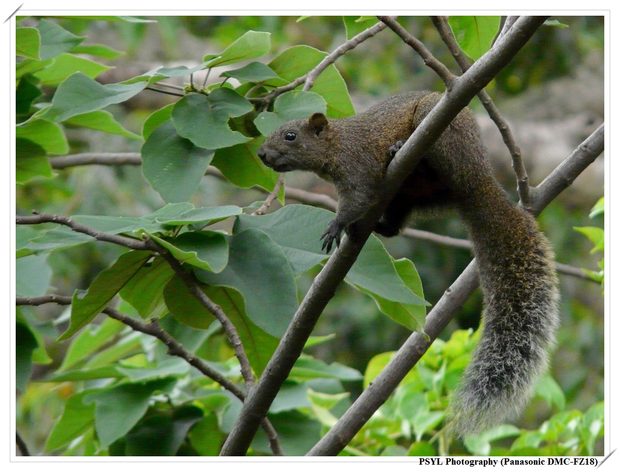 Red-bellied Tree Squirrel (Callosciurus erythraeus) - 赤腹松鼠