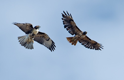 Red-Tailed Hawks