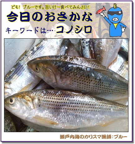 コノシロ、お寿司屋さんで出てくる「コハダ」は同じ魚【瀬戸内の魚】