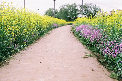 Pretty flower-lined path