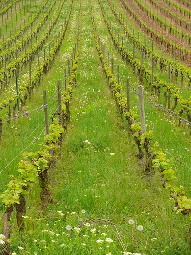 Vineyard Rüdesheim