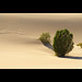 In the Dune Sea of Tatooine (Death Valley)