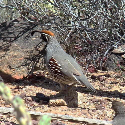 Gambrel quail photo