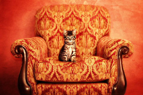 フリー画像|動物写真|哺乳類|ネコ科|猫/ネコ|子猫|椅子|フリー素材|