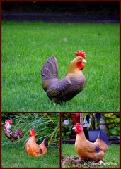 Chicken Lawn Ornaments in Ashfield, MA (collage)