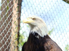 Hueston's bald eagle