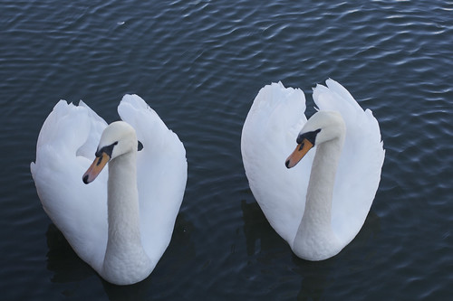 Swans ©  alexeyklyukin