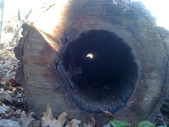  Hollow Log