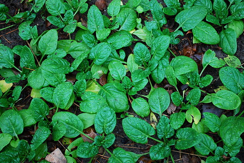 fall spinach