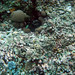 Balicasag Island Marine Sanctuary Corals