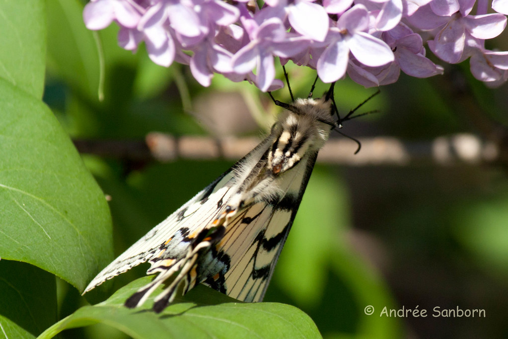 Eastern Tiger Swallowtail (Papilio glaucus)-20.jpg