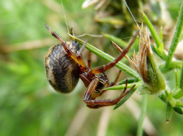 24415 - Spider, Pembrokeshire