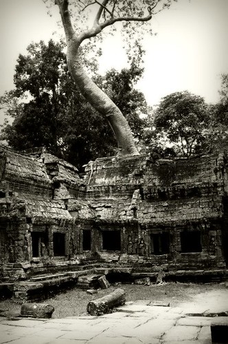 A Tree Grows Out From Preah Khan, Cambodia
