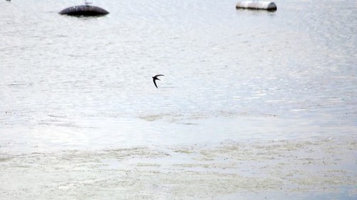 Swift feeding over Wetlands