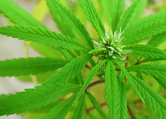 Marihuana Cannabis sativa