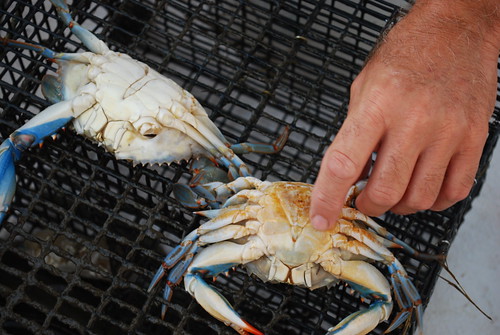 On the Sound: blue crabs